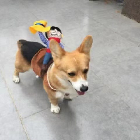 Dog Riding Transformation Costume
